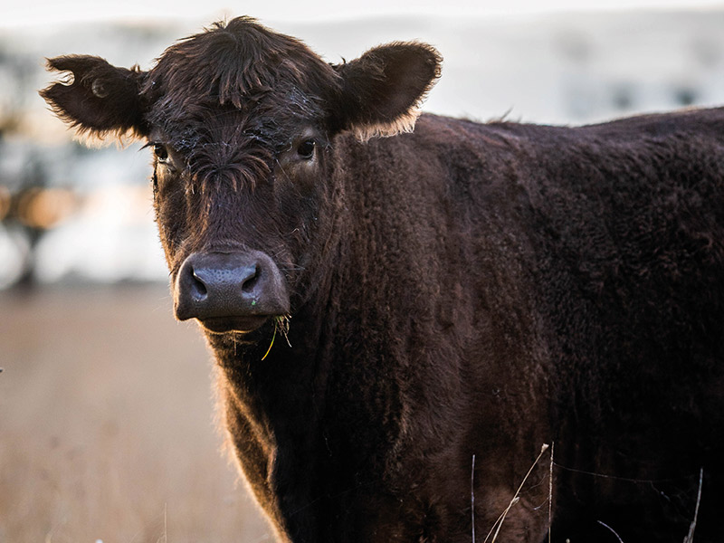 Angus3